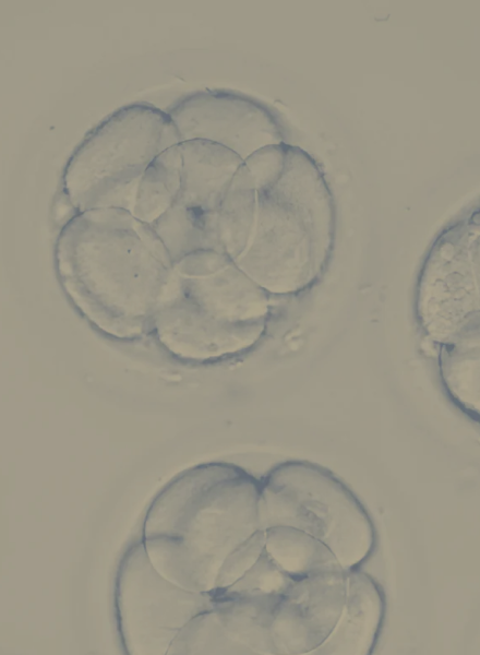Embryo_Grading 2.png